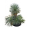 Yucca linearifolia XXL