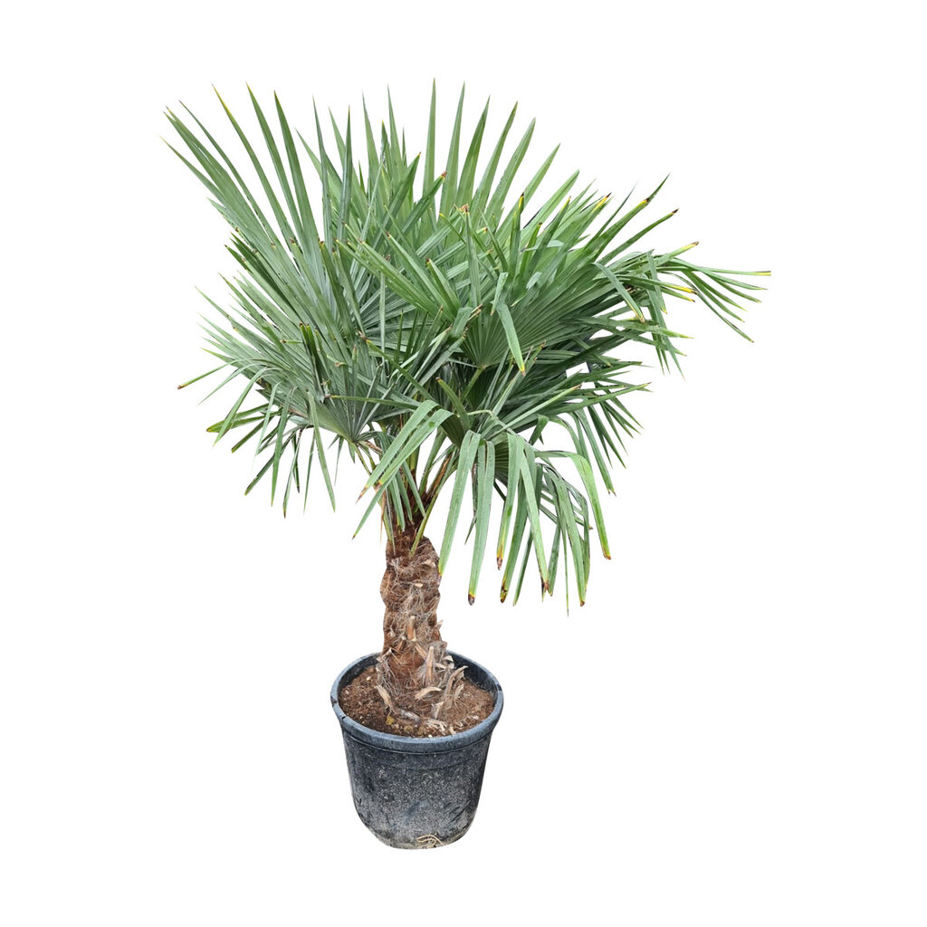 Trachycarpus fortunei stamhoogte 50 cm
