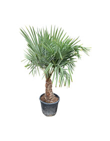 Trachycarpus fortunei stamhoogte 50 cm