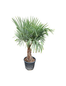 Trachycarpus fortunei stamhoogte 50 cm