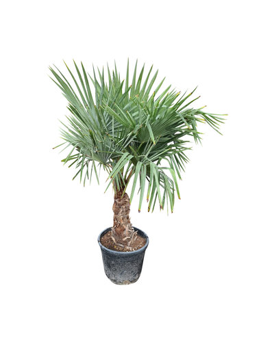 Trachycarpus fortunei stamhoogte 50 cm