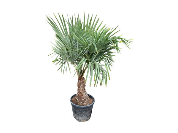 Trachycarpus fortunei stamhoogte 50 cm