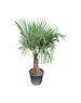  Trachycarpus fortunei stamhoogte 50 cm