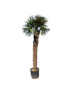Trachycarpus fortunei stamhoogte 260 cm --- NU GRATIS BEZORGING ---