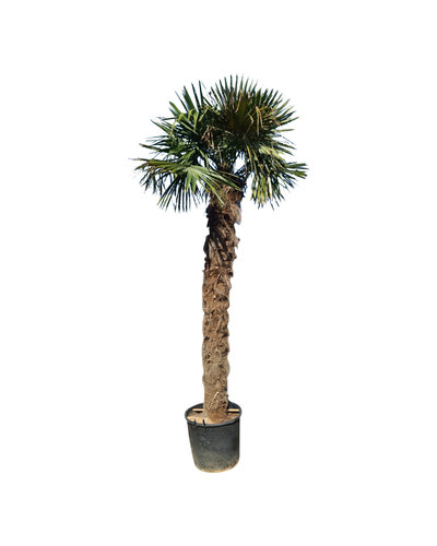 Trachycarpus fortunei stamhoogte 260 cm --- NU GRATIS BEZORGING ---