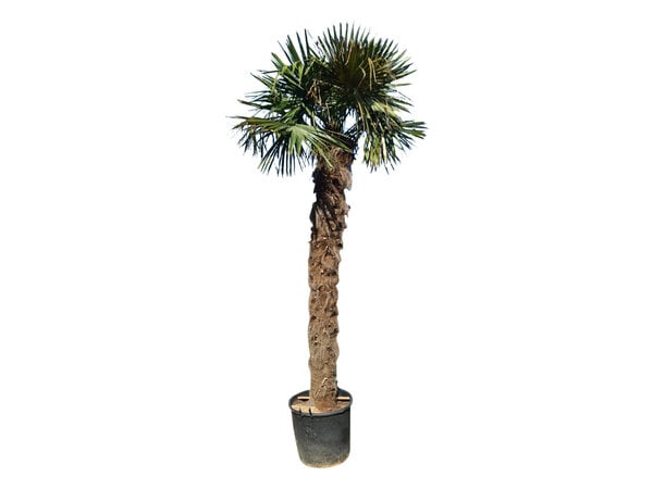 Trachycarpus fortunei stamhoogte 260 cm --- NU GRATIS BEZORGING ---