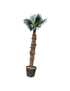 Trachycarpus fortunei stamhoogte 250 cm  --- NU GRATIS BEZORGING ---