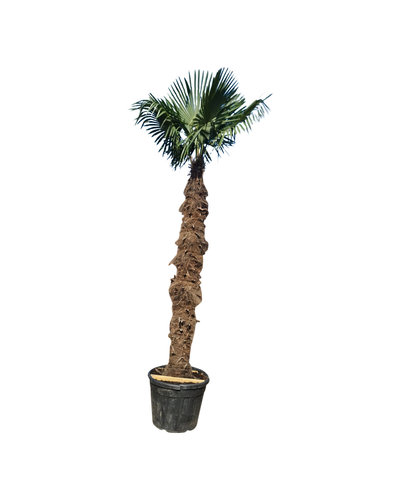 Trachycarpus fortunei stamhoogte 250 cm  --- NU GRATIS BEZORGING ---