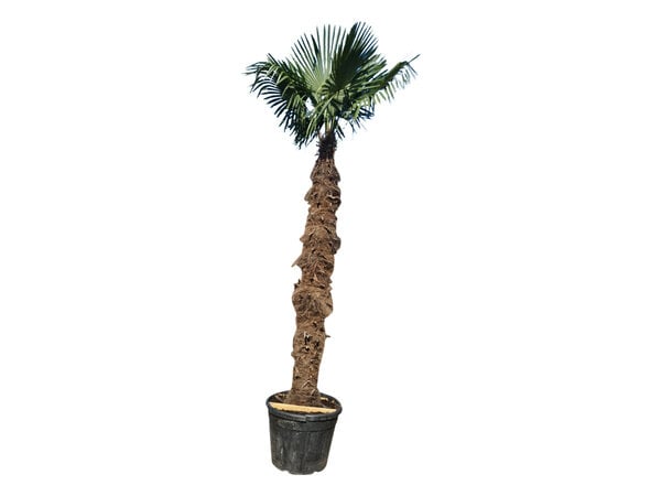 Trachycarpus fortunei stamhoogte 250 cm  --- NU GRATIS BEZORGING ---