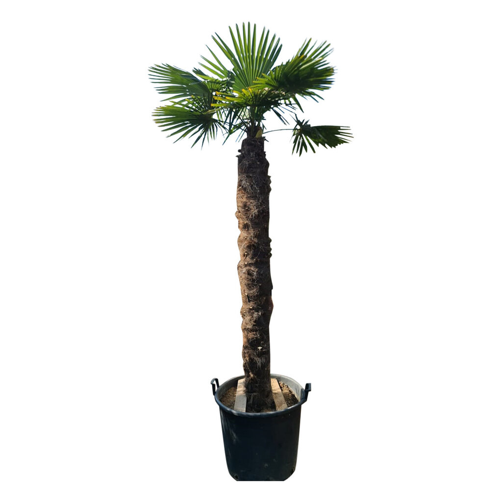 Trachycarpus fortunei stamhoogte 190 cm