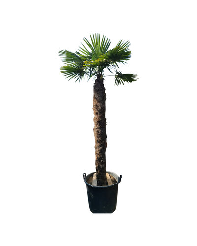 Trachycarpus fortunei stamhoogte 190 cm --- NU GRATIS BEZORGING ---