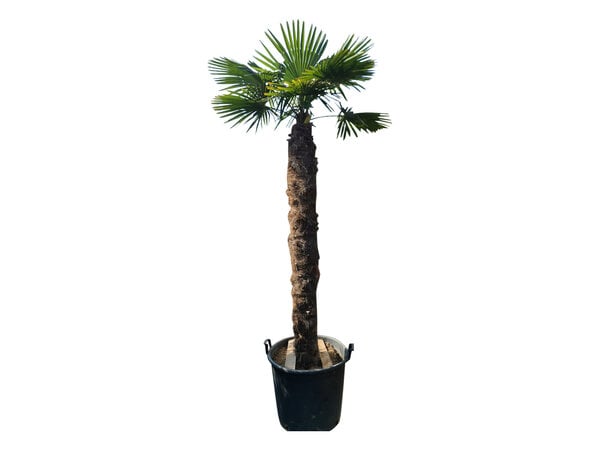 Trachycarpus fortunei stamhoogte 190 cm --- NU GRATIS BEZORGING ---