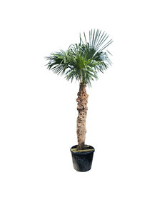 Trachycarpus fortunei stamhoogte 195 cm