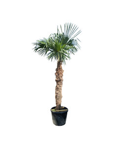 Trachycarpus fortunei stamhoogte 195 cm --- NU GRATIS BEZORGING ---