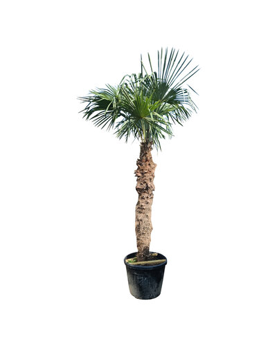 Trachycarpus fortunei stamhoogte 195 cm --- NU GRATIS BEZORGING ---