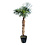 Trachycarpus fortunei stamhoogte 195 cm