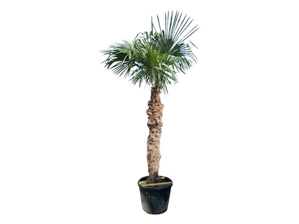 Trachycarpus fortunei stamhoogte 195 cm --- NU GRATIS BEZORGING ---