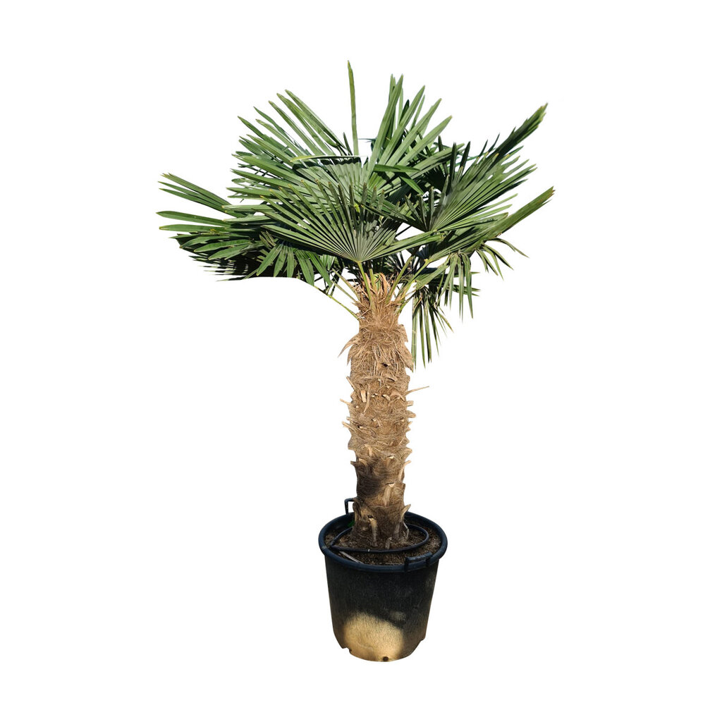 Trachycarpus fortunei stamhoogte 100 cm