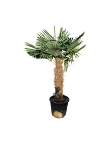 Trachycarpus fortunei stamhoogte 100 cm