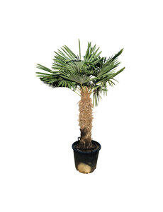 Trachycarpus fortunei stamhoogte 100 cm