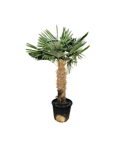 Trachycarpus fortunei stamhoogte 100 cm