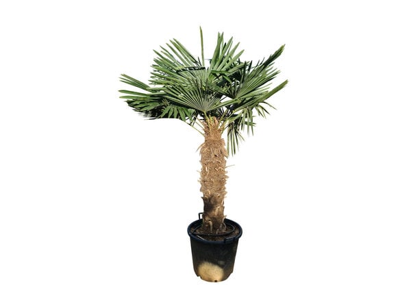 Trachycarpus fortunei stamhoogte 100 cm