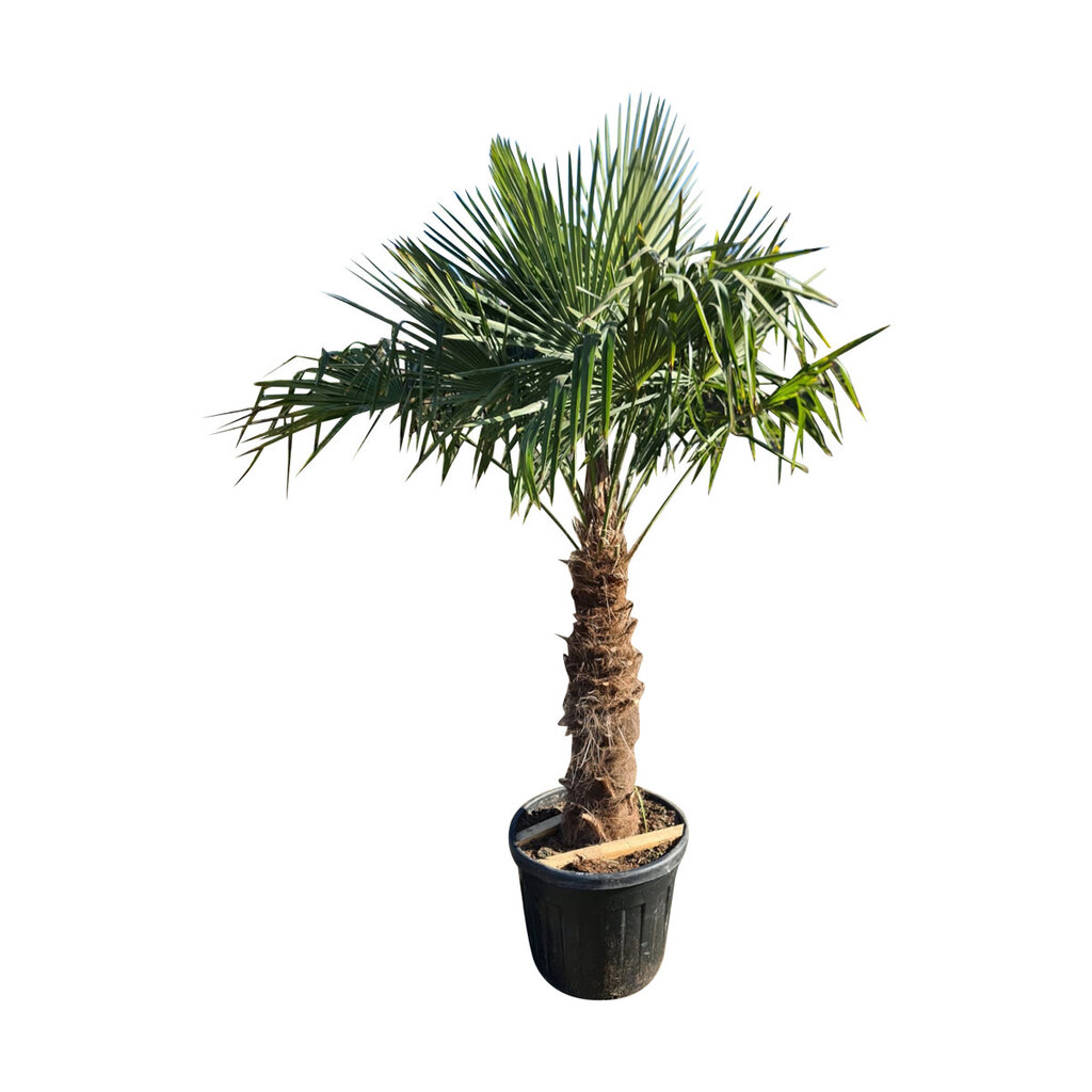 Trachycarpus fortunei stamhoogte 100 cm