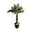 Trachycarpus fortunei stamhoogte 100 cm