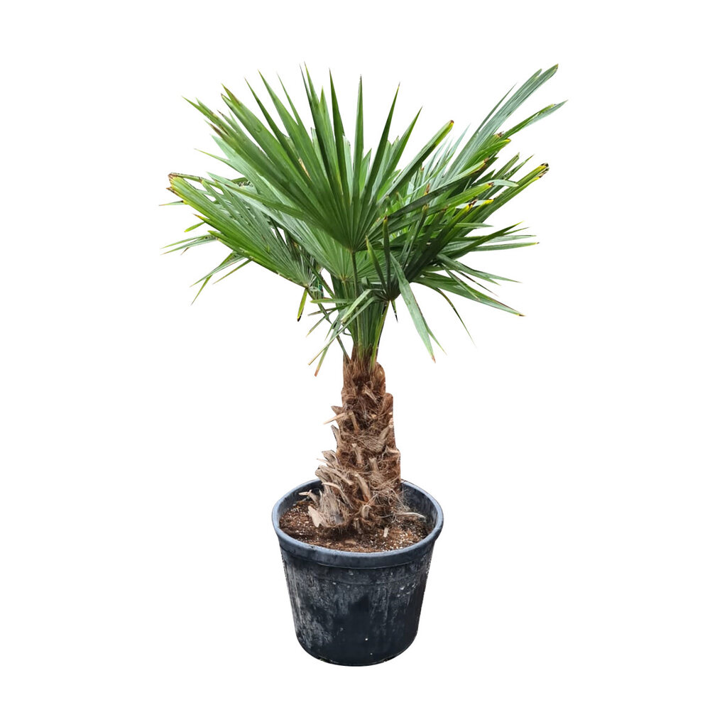 Trachycarpus fortunei stamhoogte 40 cm