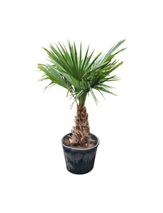 Trachycarpus fortunei stamhoogte 40 cm