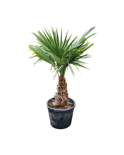 Trachycarpus fortunei stamhoogte 40 cm
