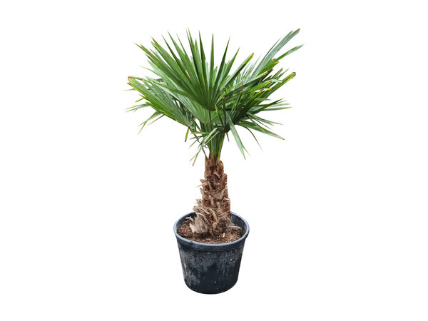 Trachycarpus fortunei stamhoogte 40 cm