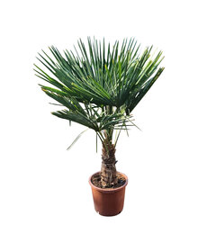 Trachycarpus fortunei stamhoogte 45 cm