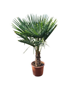 Trachycarpus fortunei stamhoogte 45 cm