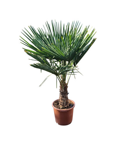 Trachycarpus fortunei stamhoogte 45 cm
