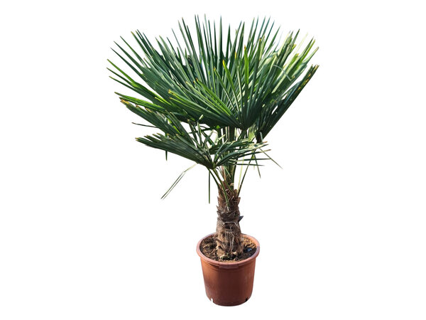Trachycarpus fortunei stamhoogte 45 cm