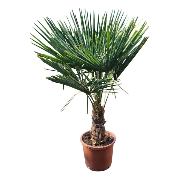 Trachycarpus fortunei stamhoogte 45 cm