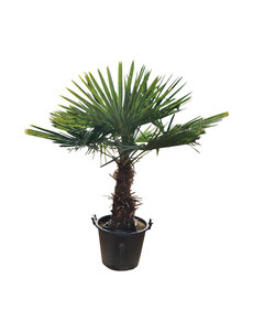 Trachycarpus fortunei stamhoogte 60 cm