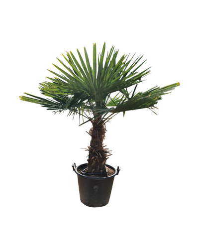 Trachycarpus fortunei stamhoogte 60 cm