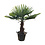 Trachycarpus fortunei stamhoogte 60 cm