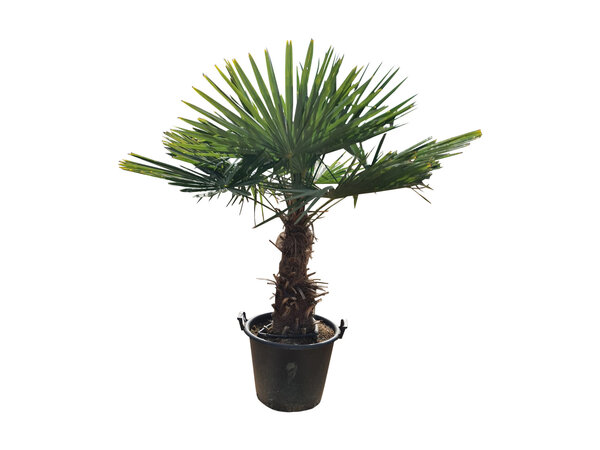 Trachycarpus fortunei stamhoogte 60 cm