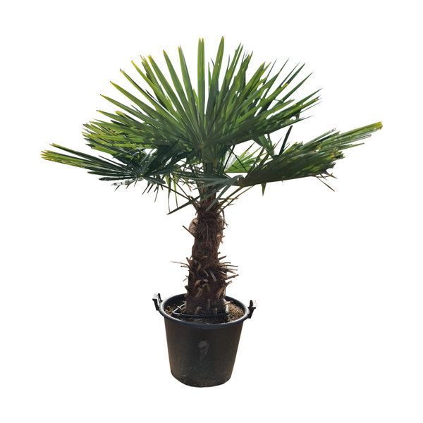 Trachycarpus fortunei stamhoogte 60 cm