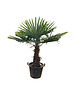  Trachycarpus fortunei stamhoogte 60 cm