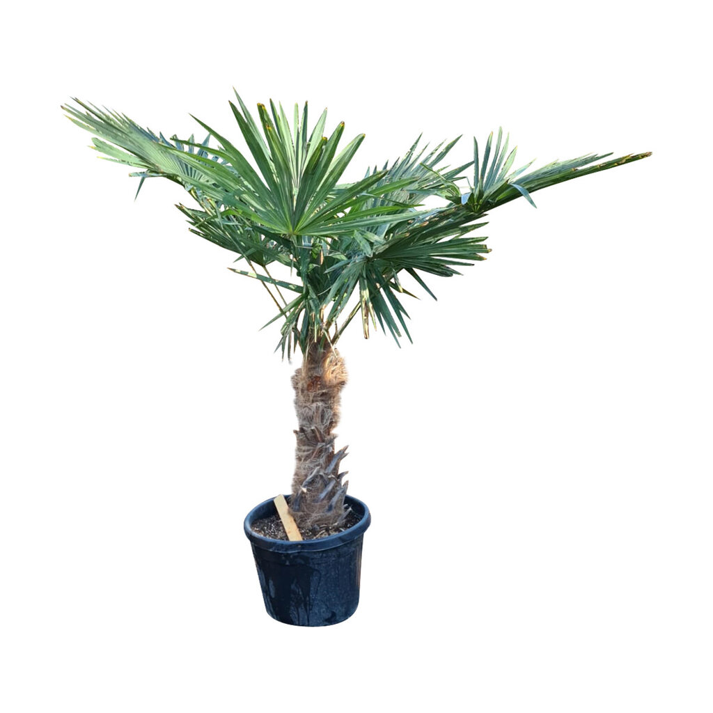 Trachycarpus fortunei stamhoogte 60 cm