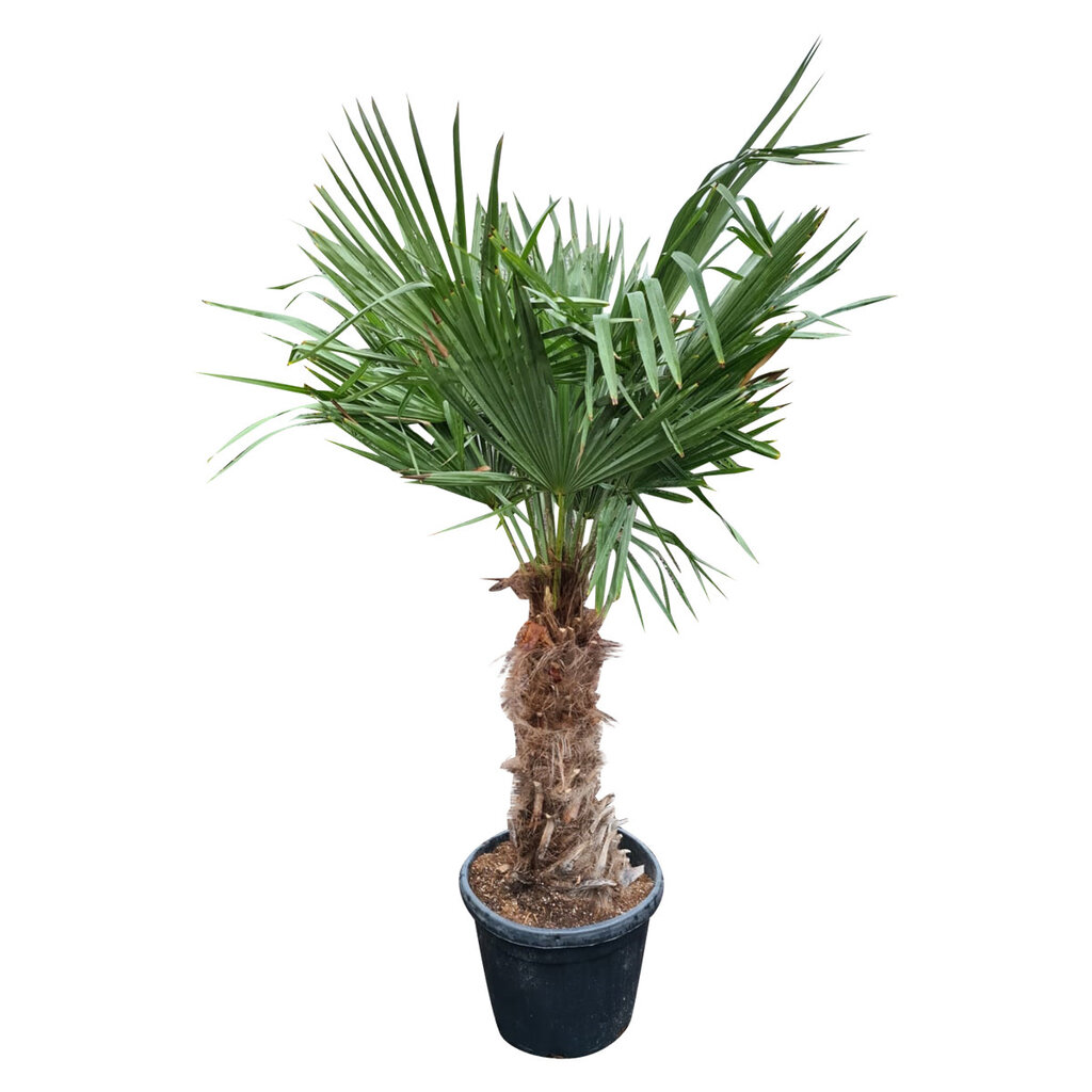 Trachycarpus fortunei stamhoogte 65 cm