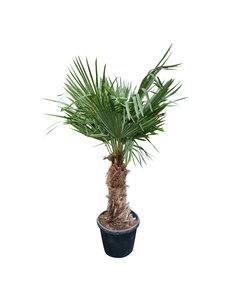 Trachycarpus fortunei stamhoogte 65 cm