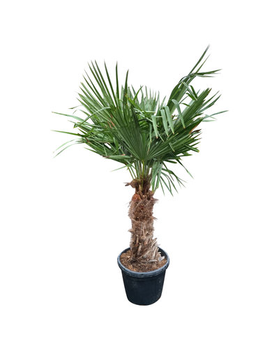  Trachycarpus fortunei stamhoogte 65 cm