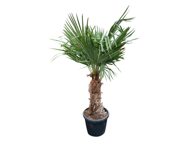 Trachycarpus fortunei stamhoogte 65 cm