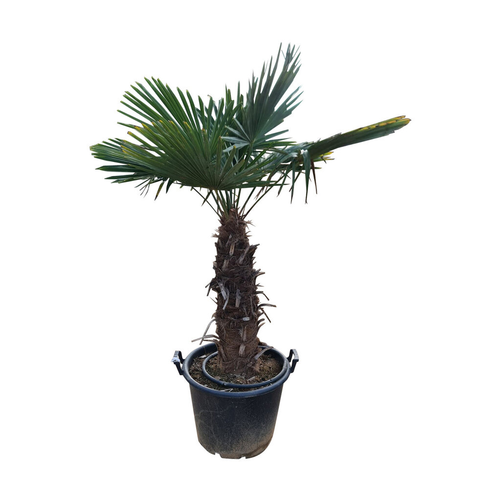 Trachycarpus fortunei stamhoogte 65 cm