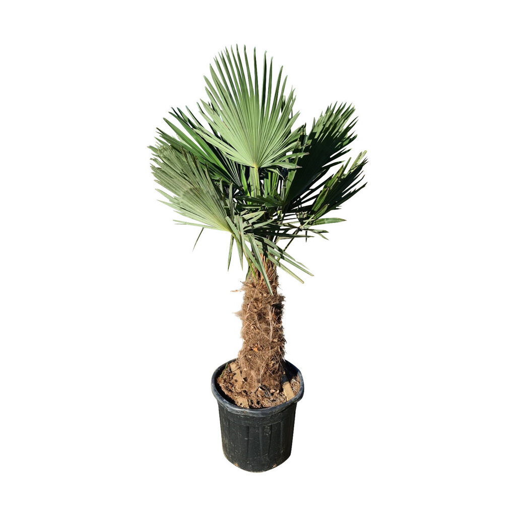 Trachycarpus fortunei stamhoogte 70 cm